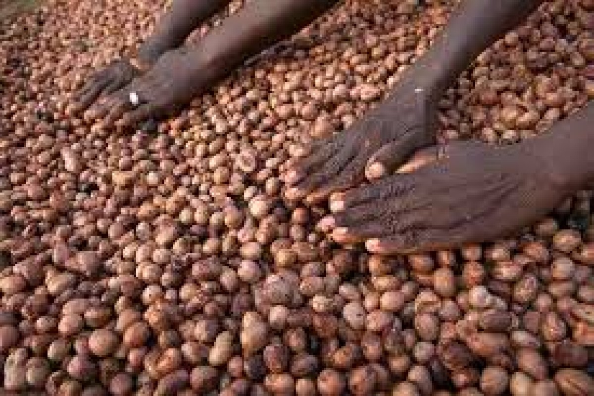 Noce di karité from Ghana